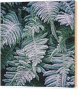 Winter Ferns Wood Print