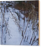 Winter Of Fireweed Wood Print