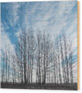 Winter Poplar Bluff And Sky Wood Print