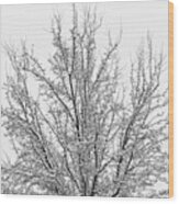 Winter Tree Wood Print