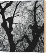 Winter Tree Sillhouette Wood Print