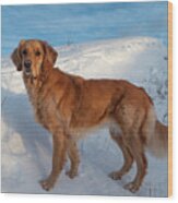 Winter Walk With Our Golden Retriever Wood Print