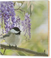 Wisteria And Willow Tit Wood Print