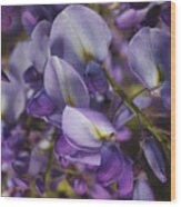 Wisteria Grace Wood Print