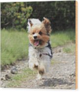 Biewer Terrier In Run Position With Tongue Out Wood Print