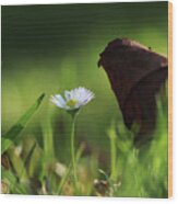 Wonderful White Daisy Between Marple Leaf And Grass On The Garden. Touch Of A Beauty. Magic Of Nature In Real Time. Happiness From Wildness Wood Print