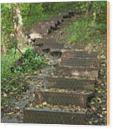 Wooden Steps In The Woods Wood Print