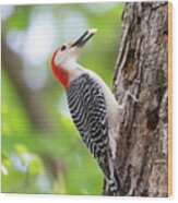 Woodpecker Cache And Carry Wood Print