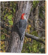 Woodpecker Wood Print
