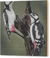 Woodpeckers Wood Print