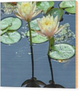 Yellow And Pink Lotus Blossoms Wood Print