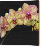 Yellow And Pink Moth Orchid Wood Print