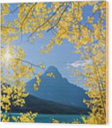 Yellow Aspen Leaves, Banff National Park Wood Print