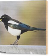 Yellow-billed Magpie Wood Print