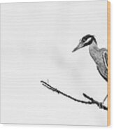 Yellow-crowned Night Heron Wood Print