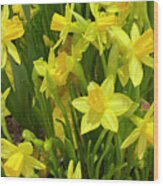 Yellow Daffodils Wood Print