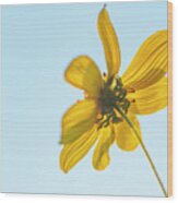 Yellow Daisy And Sky Wood Print