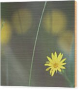 Yellow Daisy Close-up Wood Print
