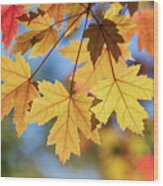 Yellow Fall Leaves Wood Print