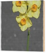 Yellow Flowers 4 Wood Print