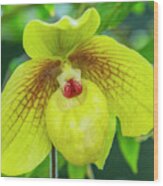 Yellow Lady Slipper Orchid Wood Print