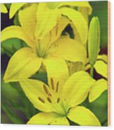 Yellow Lilies Wood Print