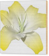 Yellow Lily Flower Best For Shirts And Bags Wood Print