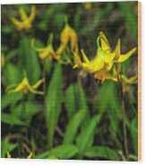 Yellow Lily Gathering Wood Print