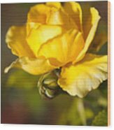 Yellow Rose Hugging Bud Wood Print