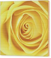 Yellow Rose Wood Print