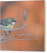 Yellow Rumped Warbler At Patsy Pond Wood Print
