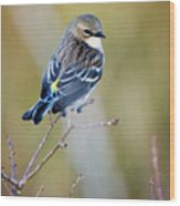 Yellow Rumped Warbler At Patsy Pond In The Croatan National Forest Wood Print