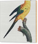 Yellow Sun Parakeet Wood Print