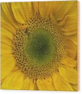 Yellow Sunflower Wood Print