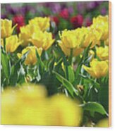 Yellow Tulips Wood Print