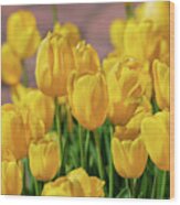 Yellow Tulips, No. 1 Wood Print