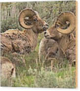 Yellowstone Meeting Of The Horns Crop Wood Print