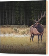 Yellowstone National Park Elk Wapiti Wood Print