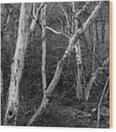 Yokohl Creek Sycamore Trees Wood Print