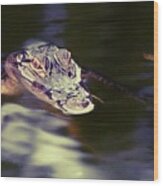 Young Alligator Watching Her Prey Wood Print