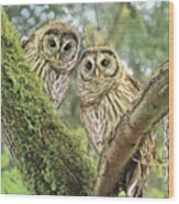 Young Barred Owlets Wood Print