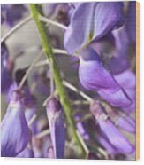 Young Buds Wisteria Flowers Wood Print