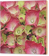 Young French Hydrangea Wood Print