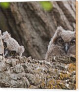 Young Great Horned Owls Wood Print