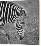 Zebra Black And White Wood Print