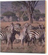 Zebra Herd Wood Print