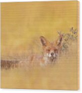 Zen Fox Series - Mellow Yellow Wood Print