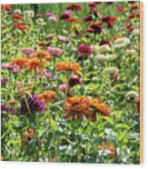 Zinnia Field Wood Print