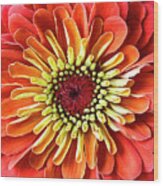 Zinnia Queen 2 Wood Print