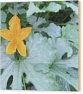 Zucchini Flower. The Victory Garden Collection. Wood Print